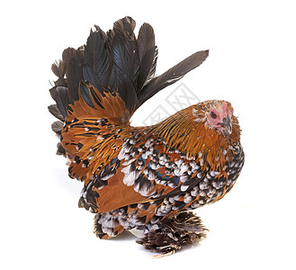 荷兰促导班坦工作室母鸡公鸡小鸡乡村农场脚鸡家禽动物图片