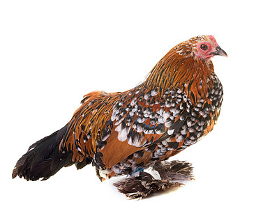 荷兰促导班坦家禽农场脚鸡工作室公鸡动物小鸡乡村母鸡图片