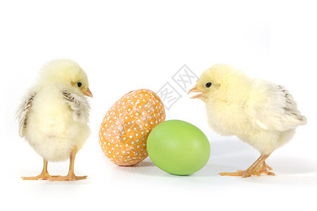 以婴儿鸡蛋和小鸡蛋为形象小鸡生长翅膀乐趣农场毛皮工作室家畜生活生物图片