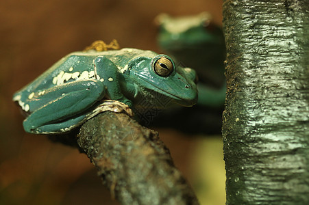 花蛙坐在树枝分处上 中国好奇的滑动青蛙图片