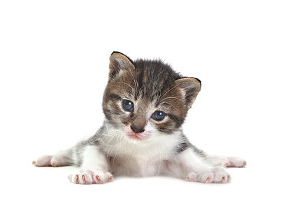 白色背景的可爱小猫宝宝条纹爪子短发家庭猫咪宠物动物胡须毛皮猫科图片