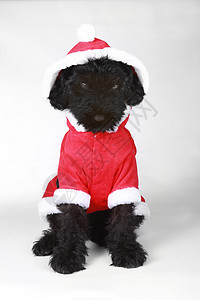 圣塔西特的黑俄罗斯小狗烦恼黑色主题犬类雄性宠物动物友谊背景肖像工作室图片