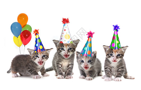 白背景的生日歌曲歌唱幼童派对帽子血统哺乳动物猫咪气球工作室毛皮朋友动物图片