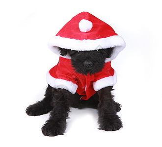 白色背景的可爱黑俄罗斯小狗圣诞老人动物伴侣哺乳动物朋友男性黑色犬类宠物工作室图片