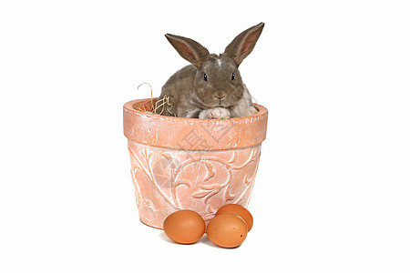 白色背景的Clay Pot中的可爱兔子图片