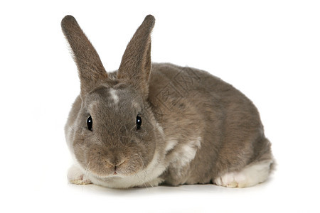 白色背景上可爱的兔子宠物肖像美术毛皮家养耳朵哺乳动物宝宝动物图片