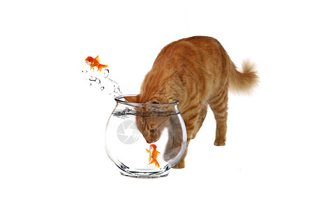 鱼碗里有头的斯内基猫图片
