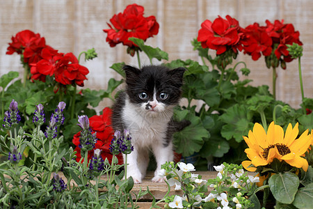 3周大的可爱婴儿小猫 在花园里伴侣黑色日历流浪宠物燕尾服猫科动物工作室敬畏朋友背景图片