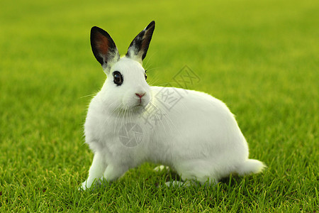 草丛中的白兔子兔户外爪子兔形目居住动物头发野兔小狗农场生物宠物图片