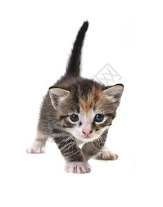 白色背景的可爱小猫宝宝条纹爪子胡须宠物猫科家庭尾巴猫咪动物毛皮图片