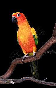 好奇的太阳光彩鹦鹉展望未来白色太阳异国宠物橙子纽带波峰鸟类账单羽毛图片