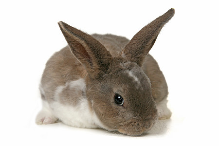 白色背景上可爱的兔子毛皮美术哺乳动物家养耳朵宝宝动物肖像宠物图片