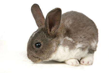 可爱灰色宠物兔耳朵兔子红色工作室毛皮宠物闲事水平白色动物图片