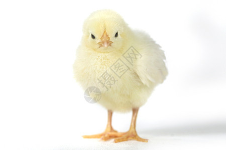 白色背景的可爱小鸡鸡宝宝农场生长家畜翅膀婴儿生活新生家禽工作室乐趣图片