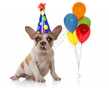 带着生日派对的狗 帽子和气球图片