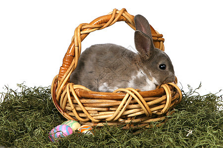 白色背景的鸡蛋篮子中可爱的小兔子图片