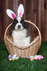 复活节 圣伯纳德普皮肖像白色耳朵兔子小狗犬类工作室朋友哺乳动物宠物动物图片