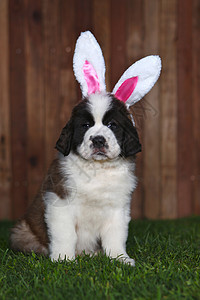 复活节 圣伯纳德普皮肖像宠物白色兔子哺乳动物朋友工作室小狗耳朵动物犬类图片