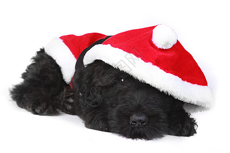 消灭了 圣诞老人西装 中的俄罗斯黑狗哺乳动物背景颜色工作室外貌白色小狗家养狗狗描述图片