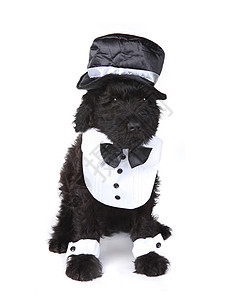可爱的俄罗斯黑狗 白色背景的小狗哺乳动物黑色犬类戏服朋友伴侣流鼻涕宠物男性动物图片