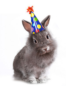 穿着生日帽子的兔子兔动物头发荒野耳朵野生动物庆典婴儿爪子生物小狗图片