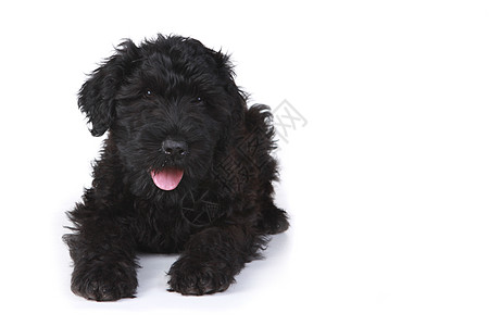 白色背景的黑俄罗斯小狗 在白背景下工作室动物雄性黑色家养描述肖像纯种狗纯种主题图片