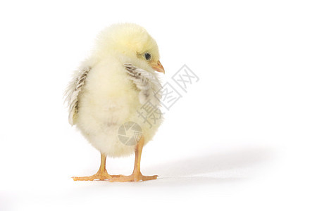 白色背景的可爱小鸡鸡宝宝婴儿新生动物毛皮翅膀农场家禽家畜生长生活图片