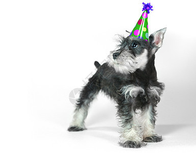 生日帽子 穿着白色的Shanovarzer小狗庆典派对工作室问候犬类动物朋友小动物哺乳动物宠物图片