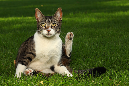 虎斑猫可爱的有条纹的高清图片