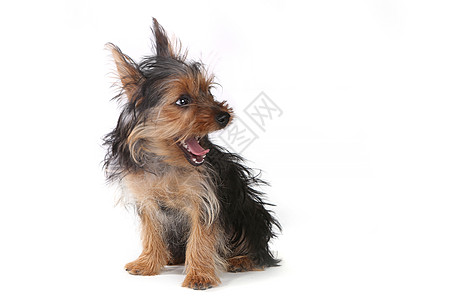 白色背景上的Teacup 约克郡战舰茶杯哺乳动物小狗主题日历宠物犬类动物乐趣棕色背景图片