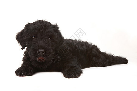 白色背景的小黑俄罗斯小狗 白背景伴侣黑色动物宠物工作室犬类男性朋友哺乳动物图片