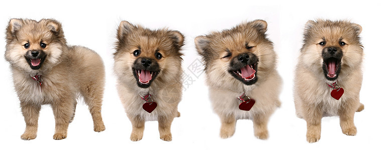 4种可爱的波美拉尼小狗诗图片