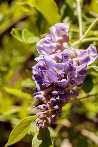 紫维斯特利亚花朵在葡萄树上盛开花瓣花园植物树叶藤蔓图片