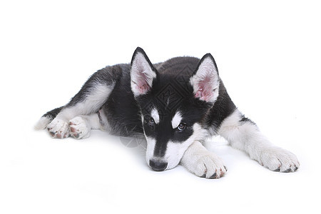 演播室白背景的阿拉斯加马拉穆特小狗犬类主题动物灰色日历白色宠物毛皮工作室家畜图片