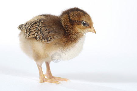 白色背景的可爱小鸡鸡宝宝翅膀毛皮工作室生物生活家禽新生居住羽毛生长图片