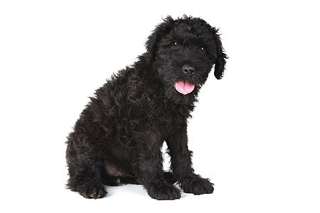 可爱的俄罗斯黑狗 白色背景的小狗工作室哺乳动物男性黑色朋友伴侣宠物动物犬类图片