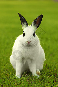 草丛中的白兔子兔户外婴儿兔形目荒野爪子耳朵动物野生动物兔子脊椎动物野兔图片
