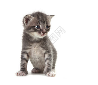 白色背景的可爱小猫宝宝头发爪子尾巴宠物猫咪条纹毛皮动物家庭猫科图片
