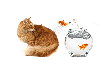 Cat 看着金鱼从水中跳出图片
