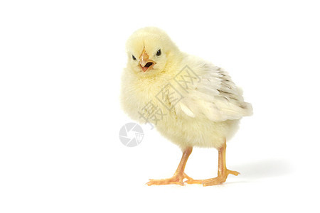 白色背景的可爱小鸡鸡宝宝工作室母鸡家畜生物动物家禽乐趣毛皮农场羽毛图片