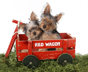 红瓦贡的泰瑞小狗图片