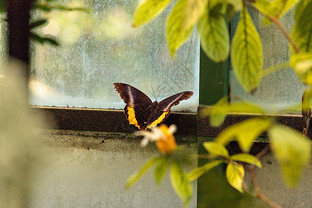 黄金鸟蝴蝶翼展昆虫野生动物金银花翅膀花园背景图片