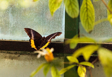 黄金鸟蝴蝶花园昆虫翼展金银花翅膀野生动物背景图片