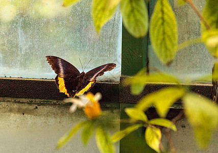 黄金鸟蝴蝶金银花翅膀翼展花园昆虫野生动物背景图片