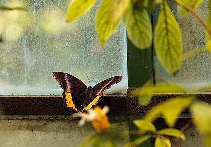 黄金鸟蝴蝶金银花野生动物翅膀花园昆虫翼展背景图片