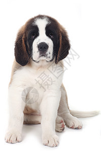 可爱的狗狗圣伯纳德 在白色背景上犬类小狗婴儿图片