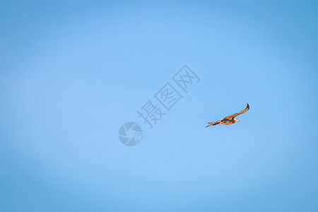 飞翔的少年小猎鹰图片