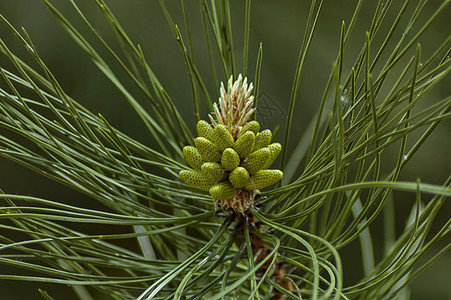 春时有新提示的松树树枝或皮质树枝风格植物植物群褐色装饰接穗荒野海报森林绿色图片