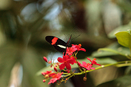 邮递员蝴蝶 希利科尼乌斯昆虫红色花园野生动物条纹翅膀图片