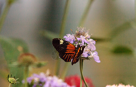 邮递员蝴蝶 希利科尼乌斯花园昆虫红色翅膀野生动物条纹图片